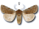 Cerastis (Cerastis) rubricosa