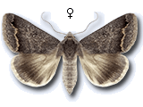 Clytie (Clytie) gracilis