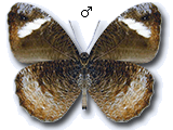 MD