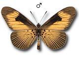 MD