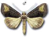 Diachrysia chryson