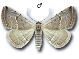 Eublemma (Eublemma) polygramma