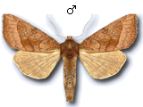 Hydraecia petasitis