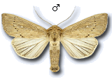 Leucania obsoleta