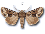 Oligia strigilis