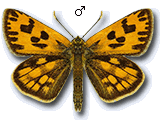 MU