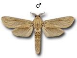 MU