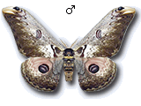 MU