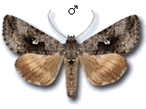 Syngrapha (Syngrapha) interrogationis