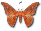 MU