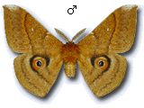 MU