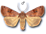 Xestia (Xestia) baja