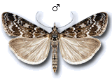 Scopariinae