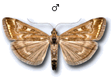 Loxostege sticticalis