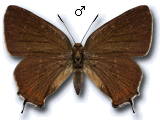 Theclinae