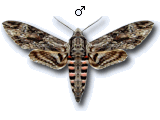 Sphinginae