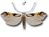 MU
