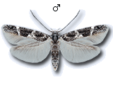 Mompha (Mompha) subbistrigella