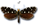 MU