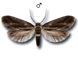 Teichobiinae