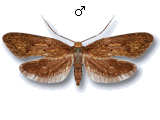 Aplota palpellus