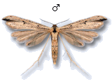 Hellinsia tephradactyla