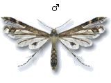 Oxyptilus parvidactyla