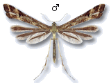 Platyptilia tesseradactyla