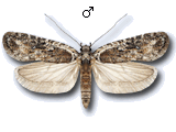 Exaeretia ciniflonella
