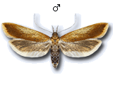 Dichomeris ustalella