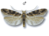 Neotelphusa sequax