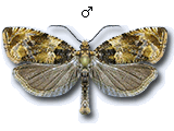 Celypha flavipalpana