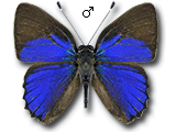 MU