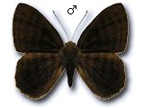MU