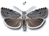 Cydia millenniana