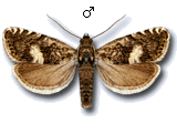 Dichrorampha agilana