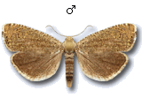 Dichrorampha obscuratana