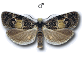 Endothenia nigricostana