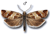 Epinotia cruciana