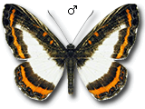 MU