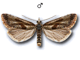 MU