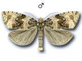Orthotaenia undulana