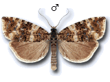 Phiaris micana