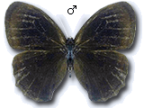 MU