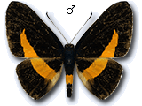 MU