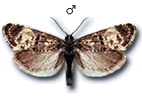 Hysterophora maculosana