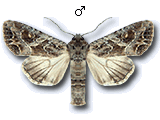 Lacanobia (Diataraxia) blenna