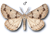 Dyscia (Eudyscia) fagaria