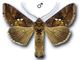 Chrysodeixis (Chrysodeixis) chalcites