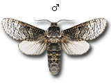 MU